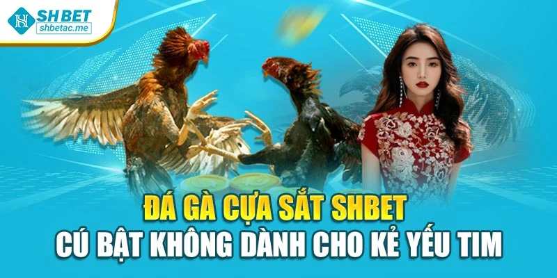 Đá Gà Cựa Sắt Shbet – Cú Bật Không Dành Cho Kẻ Yếu Tim