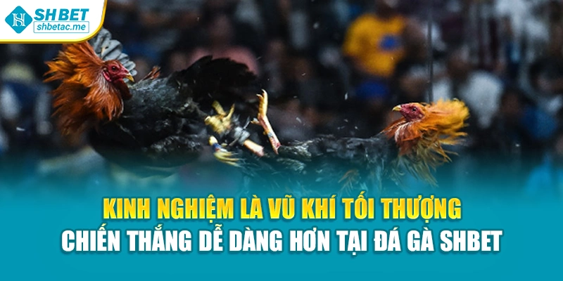 Kinh nghiệm là vũ khí tối thượng – Chiến thắng dễ dàng hơn tại Đá gà SHBet