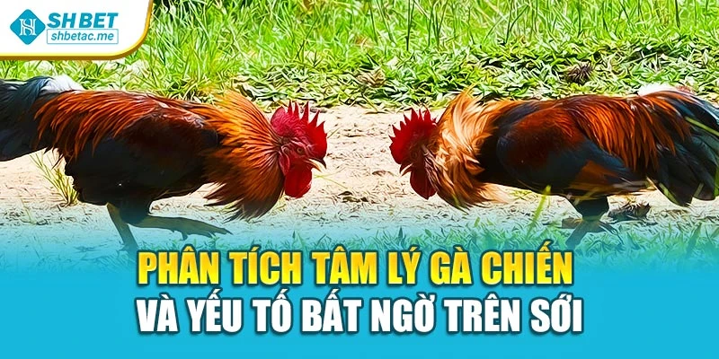 Phân tích tâm lý gà chiến và yếu tố bất ngờ trên sới