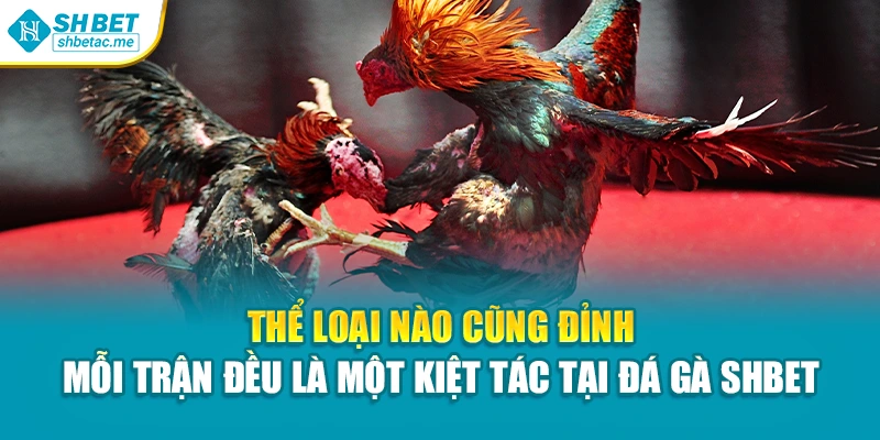 Thể loại nào cũng đỉnh – Mỗi trận đều là một kiệt tác tại Đá gà SHBet