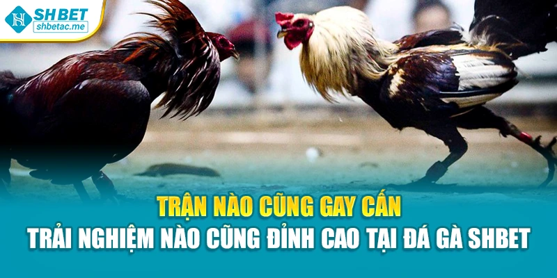 Trận nào cũng gay cấn – Trải nghiệm nào cũng đỉnh cao tại Đá gà SHBet