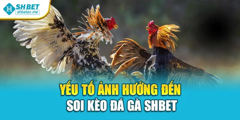 Yếu tố ảnh hưởng đến soi kèo đá gà SHBET